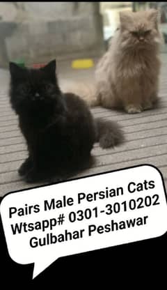 Triple coat Persian male cats, available at gulbahar Peshawar