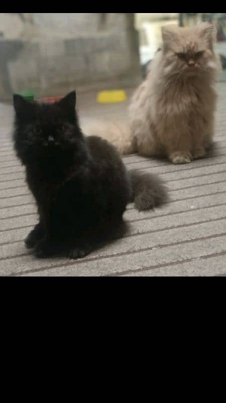 Triple coat Persian male cats, available at gulbahar Peshawar 1