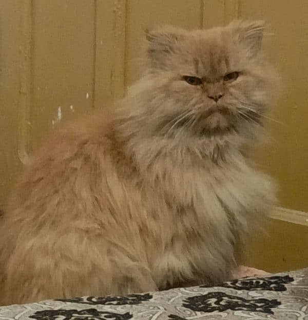 Triple coat Persian male cats, available at gulbahar Peshawar 2