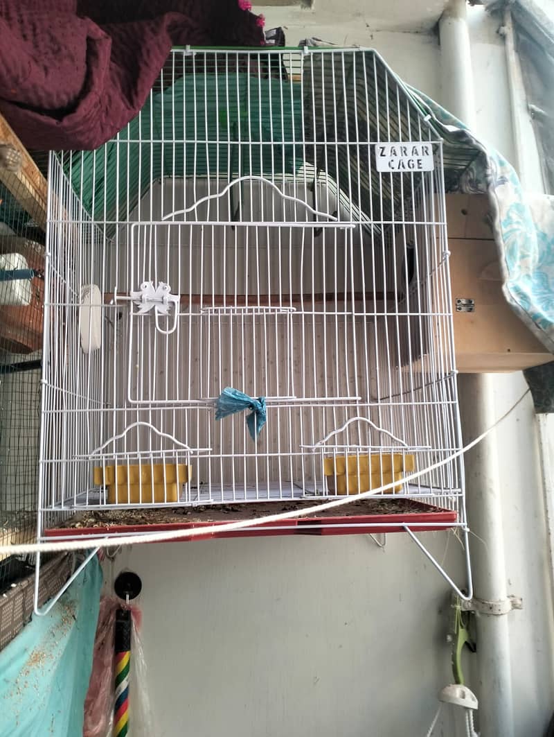 Al bino red eyes breader pair with cage & box 0