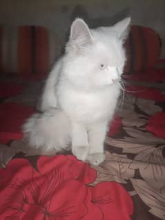 Persian Cat