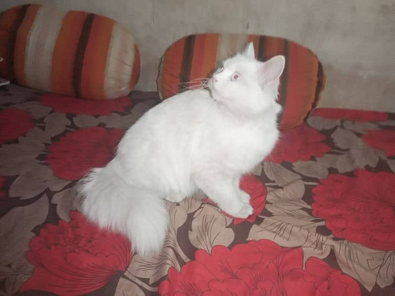 Persian Cat 2