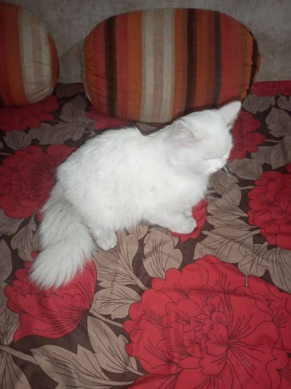 Persian Cat 4