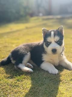 Husky pups both male & female available