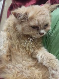 Ginger colored Persian cat