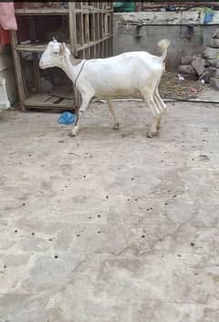 teddy bakri for sale teddy Bakra bakri sale breeding gulabi