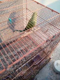 Ringneck chicks and cage for sale