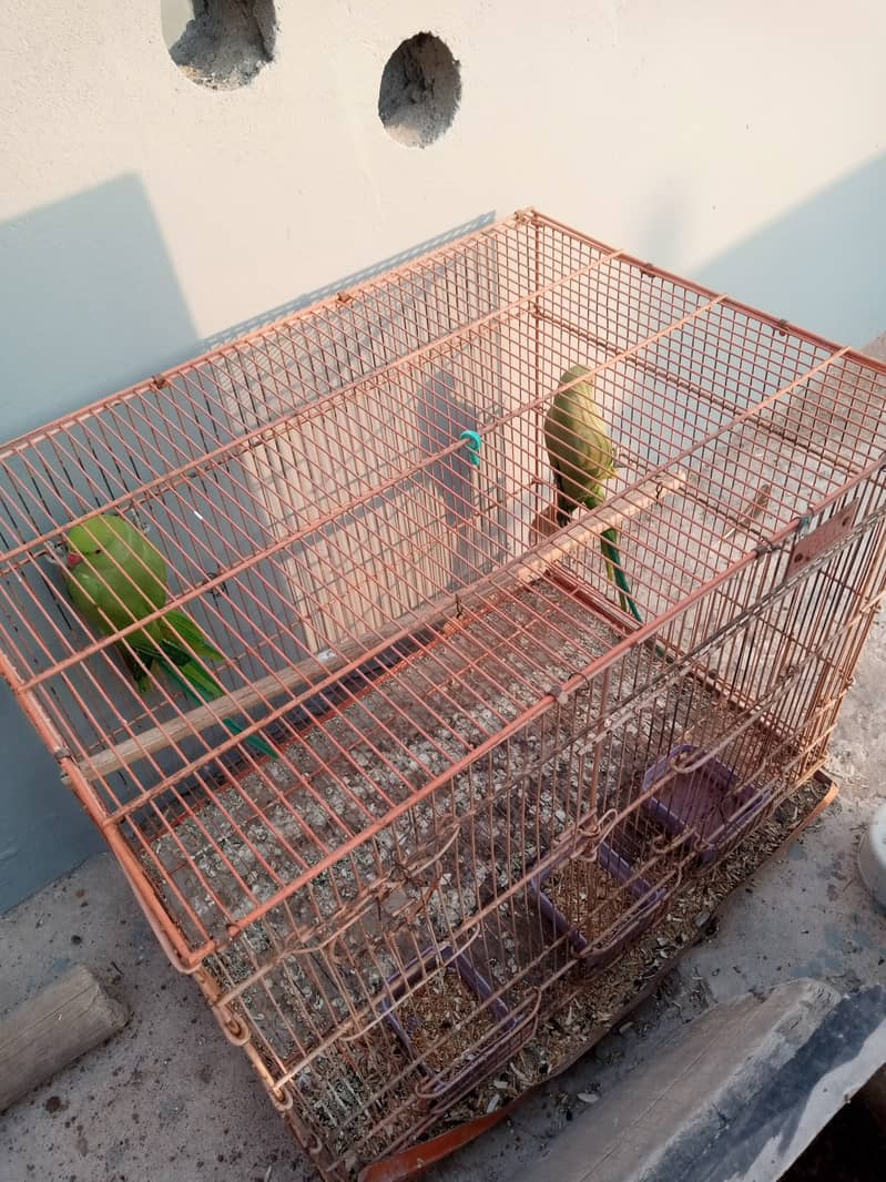 Ringneck chicks and cage for sale 1