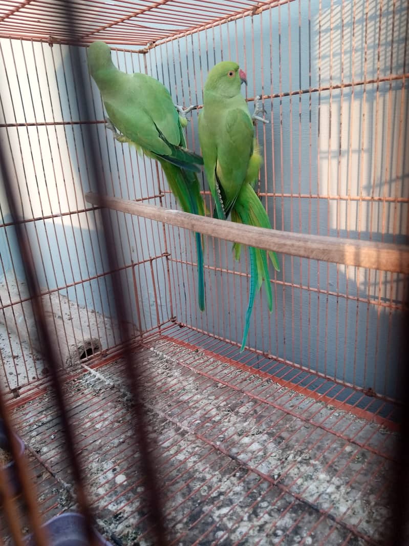 Ringneck chicks and cage for sale 2