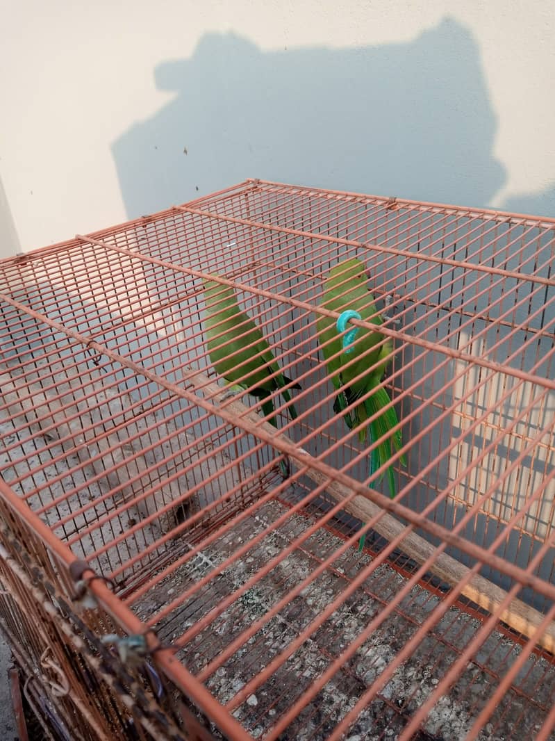 Ringneck chicks and cage for sale 3