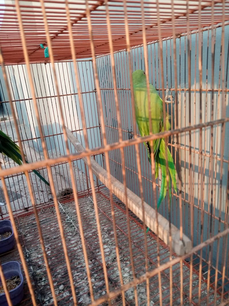 Ringneck chicks and cage for sale 4