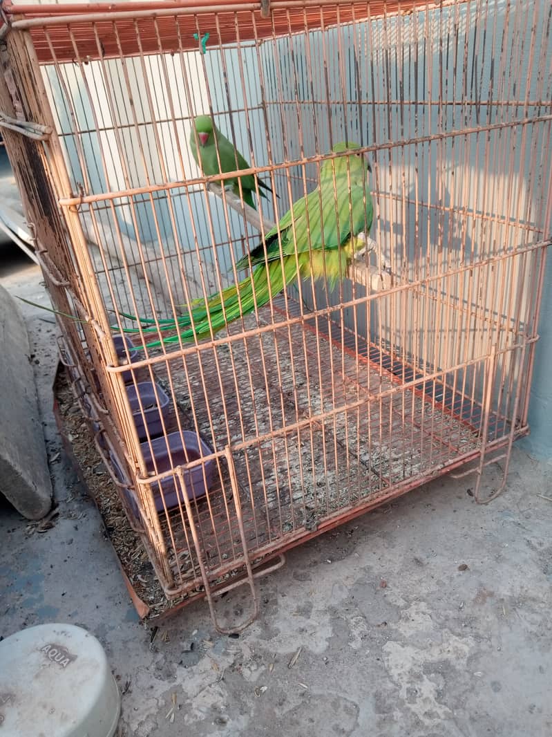 Ringneck chicks and cage for sale 5