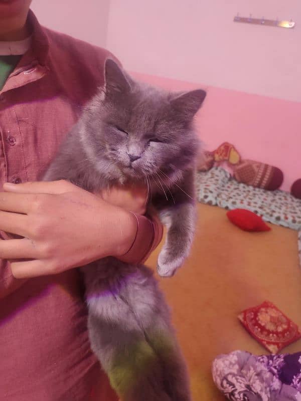 original Persian cat  for sell 1