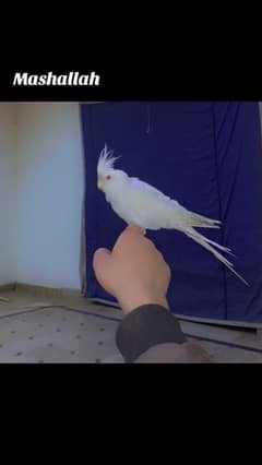 cocktail male hand tame eno white.