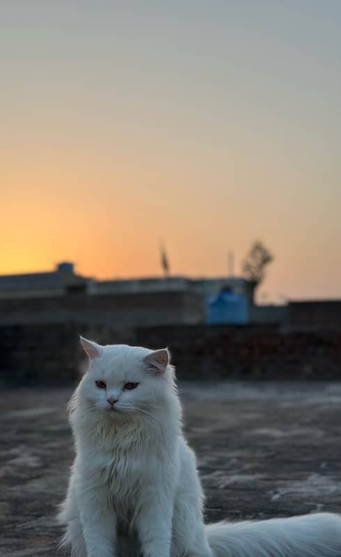 persian male cat 2