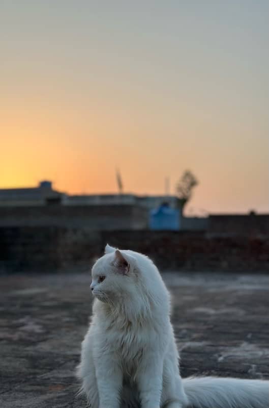 persian male cat 1