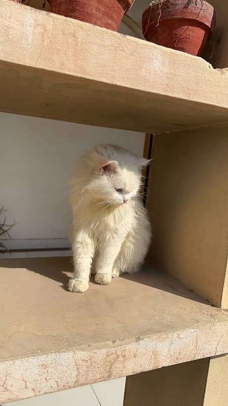 persian male cat 4