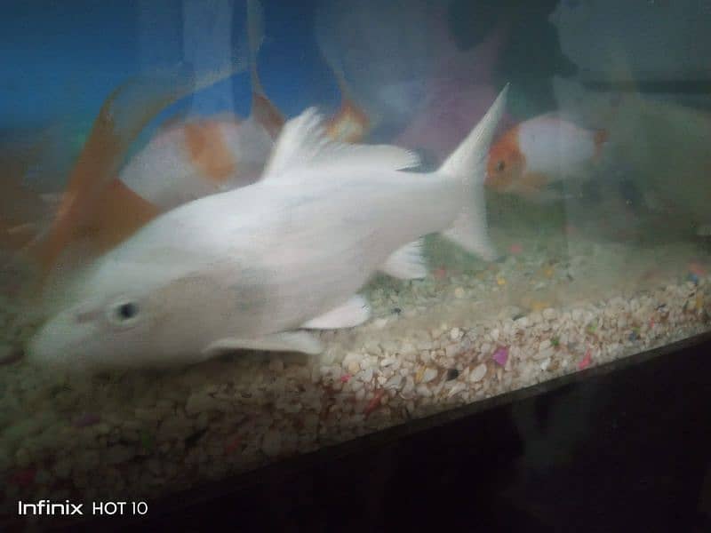 Aquarium for sale 0