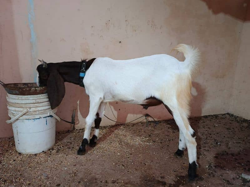 Sindhi bakra 1