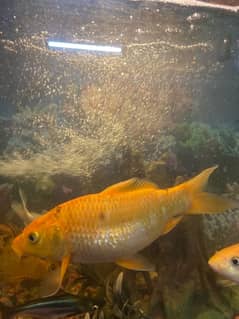 2 giant koi 9 inch, 3 large carbs 5 inch 2 shipping 4 inch