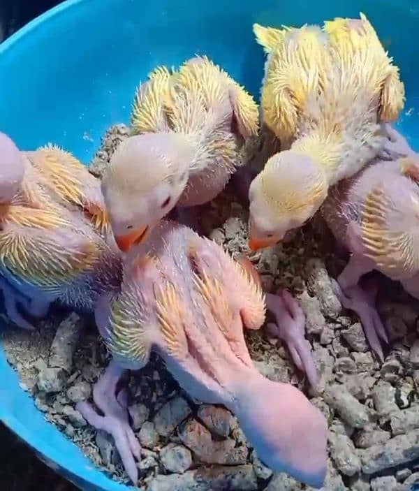 yellow parrot chicks 0