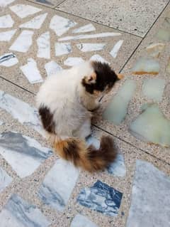 Persian pair, Male Punch Face, Female Colico