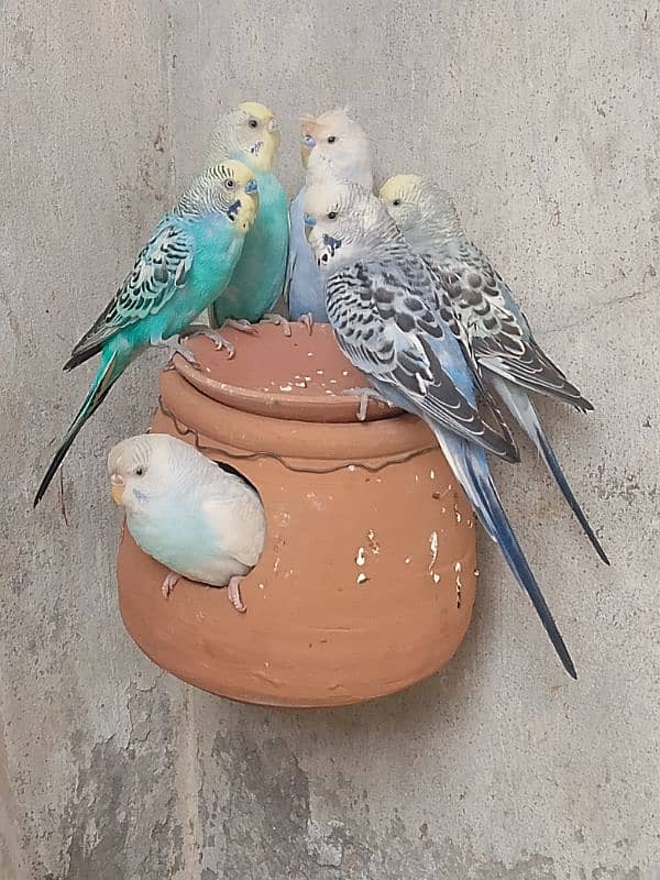 4 Pairs for Sale | Hogromo TCB/ Red Eye / Crust Budgies | Breeder Pair 1