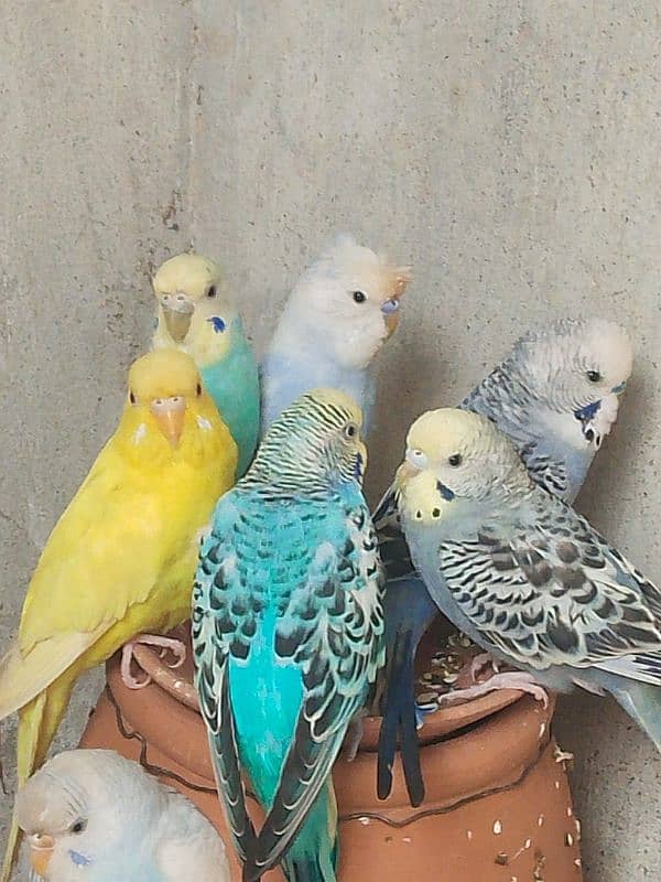 4 Pairs for Sale | Hogromo TCB/ Red Eye / Crust Budgies | Breeder Pair 2