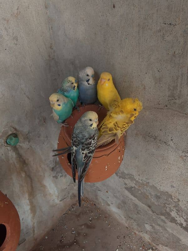 4 Pairs for Sale | Hogromo TCB/ Red Eye / Crust Budgies | Breeder Pair 3