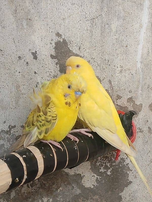 4 Pairs for Sale | Hogromo TCB/ Red Eye / Crust Budgies | Breeder Pair 4