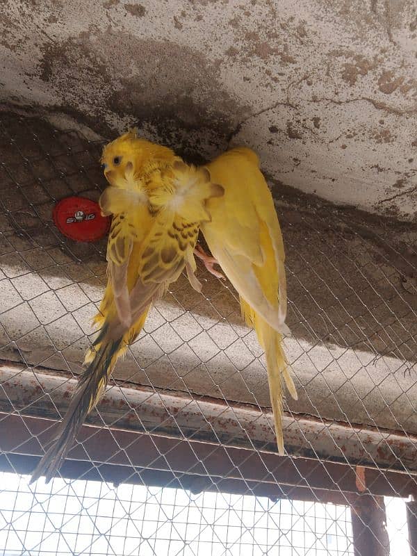 4 Pairs for Sale | Hogromo TCB/ Red Eye / Crust Budgies | Breeder Pair 5