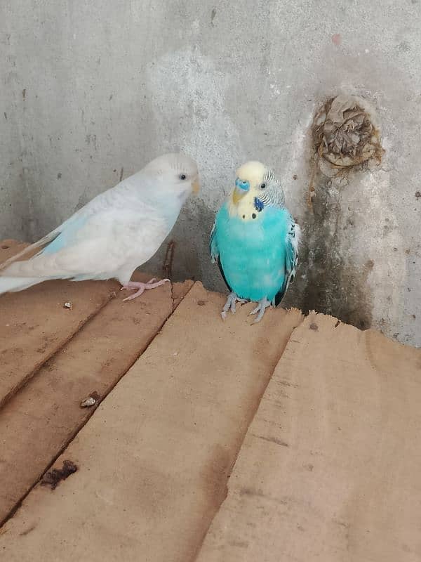 4 Pairs for Sale | Hogromo TCB/ Red Eye / Crust Budgies | Breeder Pair 7