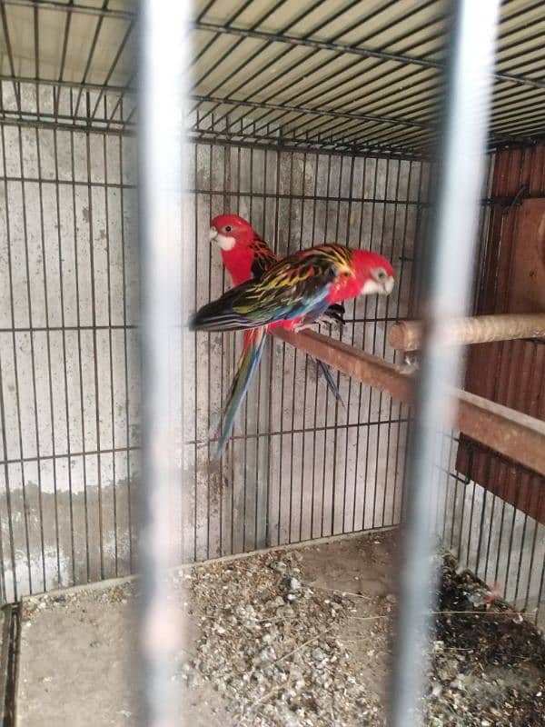 Red Rosella pair 0