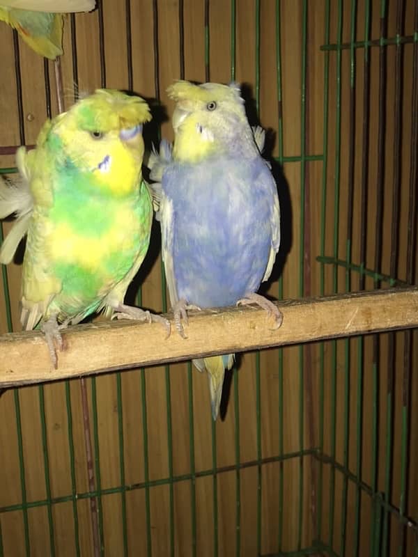 coktail eno pair ready for breed+  breeder common lutino or hogoromo 6