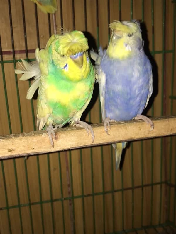 coktail eno pair ready for breed+  breeder common lutino or hogoromo 8