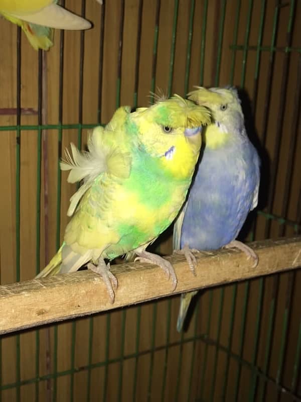 coktail eno pair ready for breed+  breeder common lutino or hogoromo 9