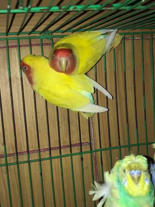 coktail eno pair ready for breed+  breeder common lutino or hogoromo 10