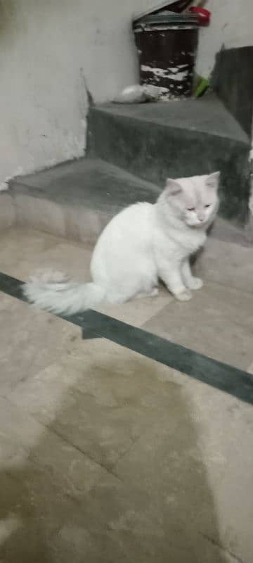 Persian cat male 0