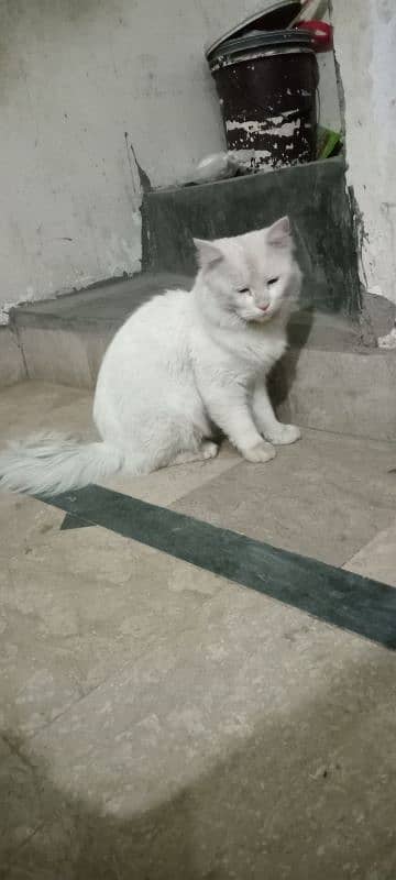 Persian cat male 1