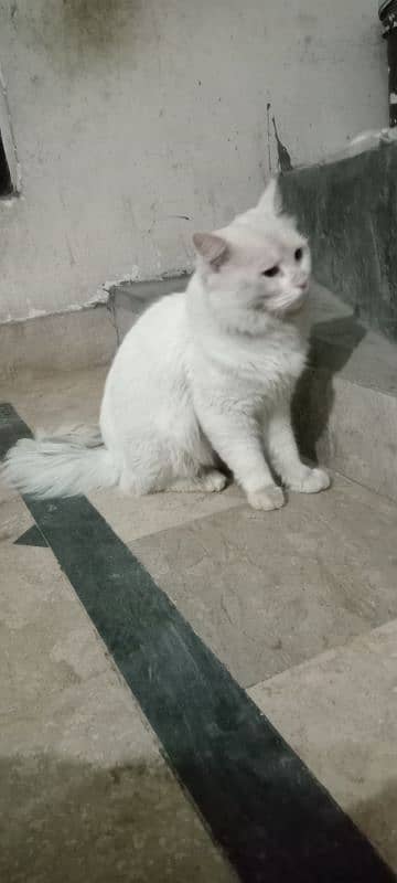 Persian cat male 2