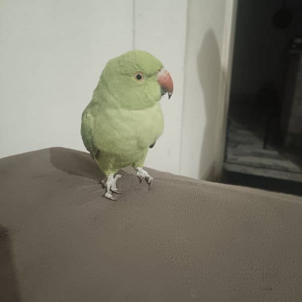 Indian green parrot 0