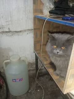 Persian cat