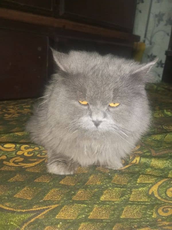 Persian cat 1