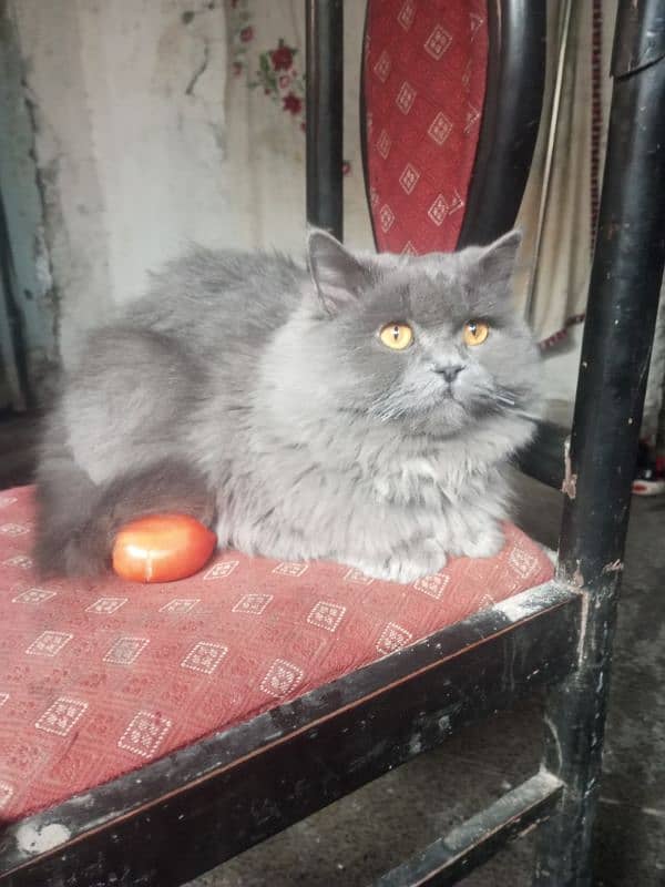 Persian cat 3