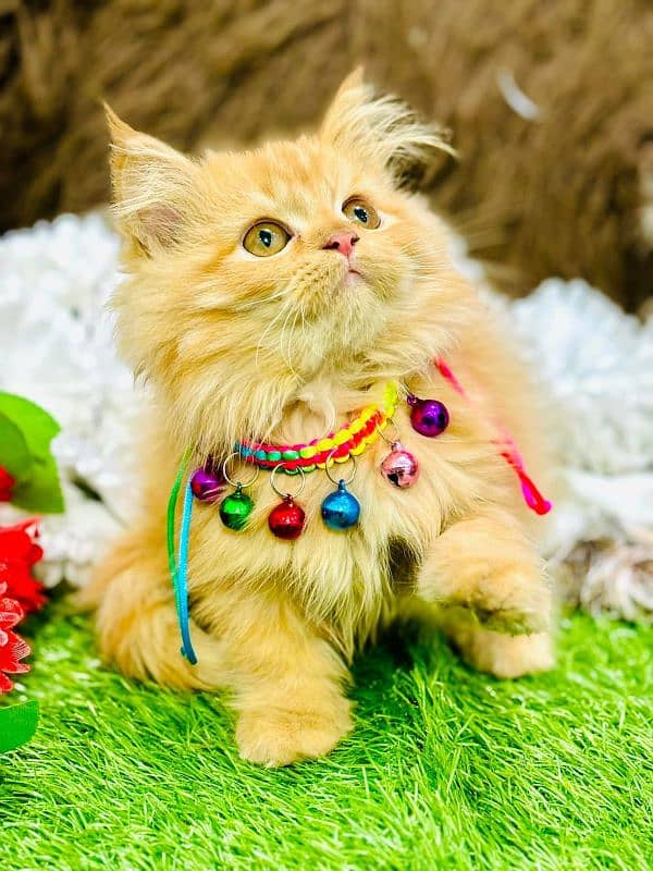 persian cats and kittens for sale wtsapp (0307/710/92/69) 7