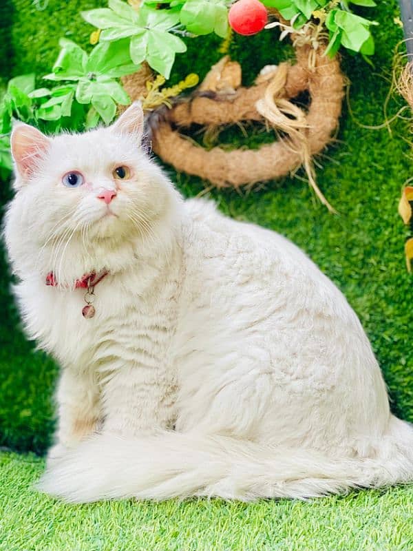 persian cats and kittens for sale wtsapp (0307/710/92/69) 8