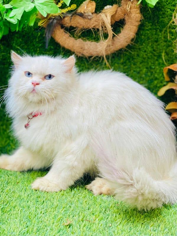 persian cats and kittens for sale wtsapp (0307/710/92/69) 9