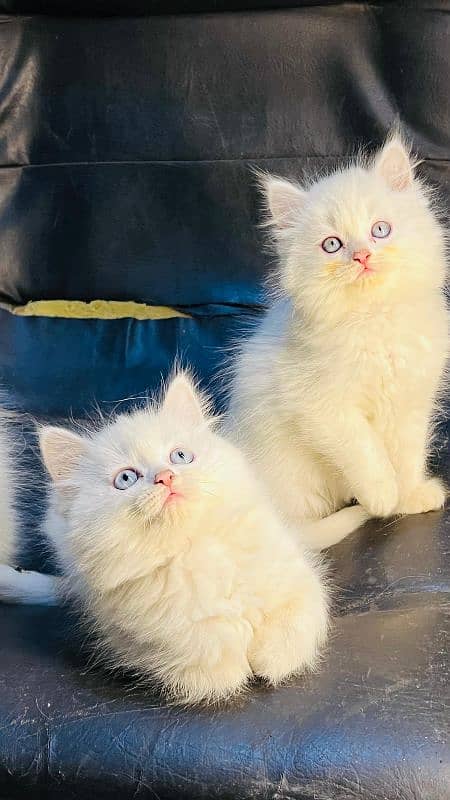 persian cats and kittens for sale wtsapp (0307/710/92/69) 11