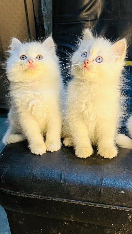 persian cats and kittens for sale wtsapp (0307/710/92/69) 12