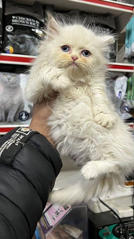 persian cats and kittens for sale wtsapp (0307/710/92/69) 13